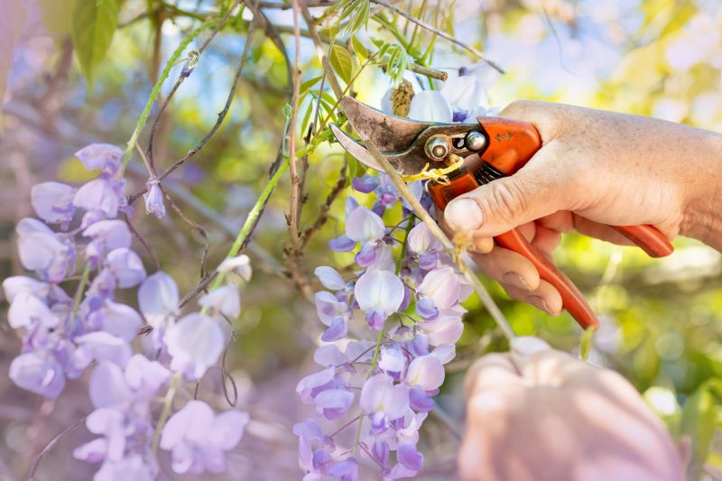 Wisteria Pruning Service