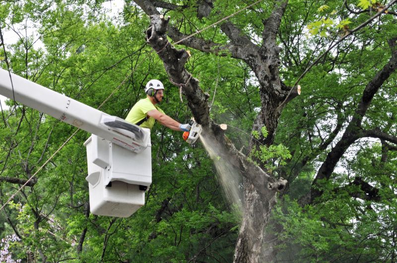 Birch Tree Removal in San Jose, CA