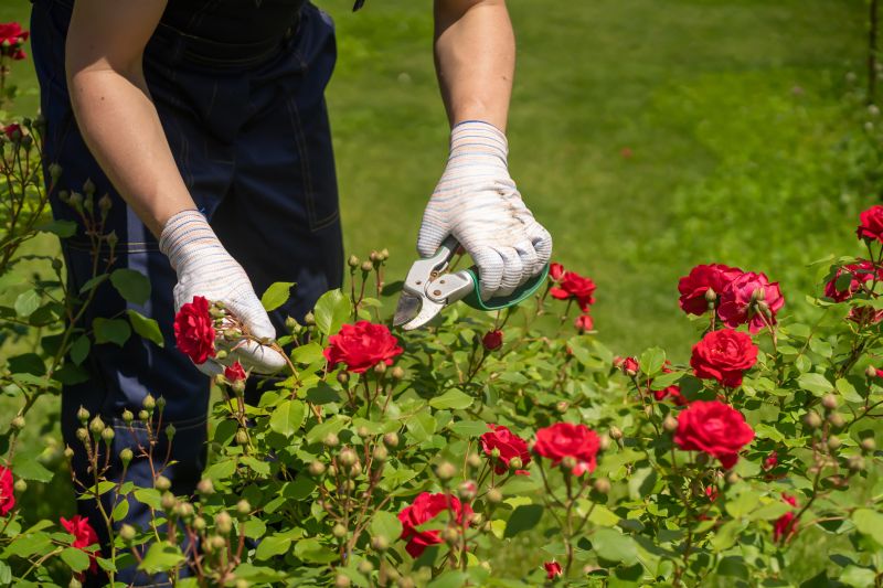 Knockout Roses Pruning in Rockwall, TX
