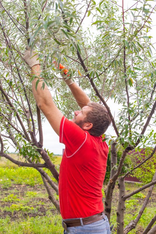 Tree Pruning in San Jose, CA