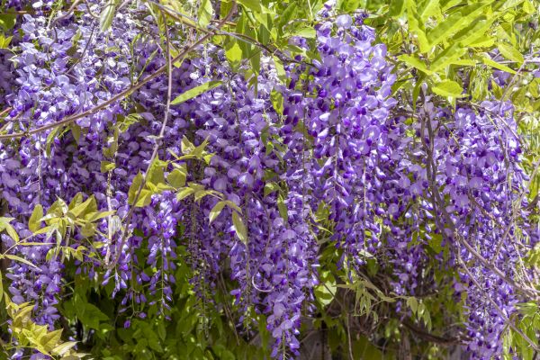 Grow your Wisteria Pruning business