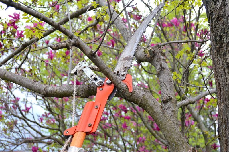 Wisteria Pruning