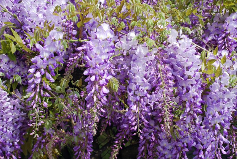 Wisteria Pruning