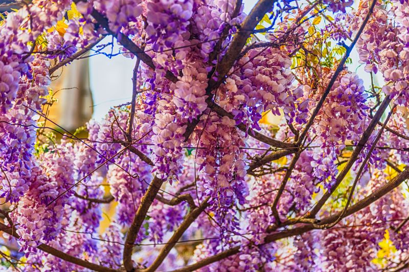 Wisteria Pruning