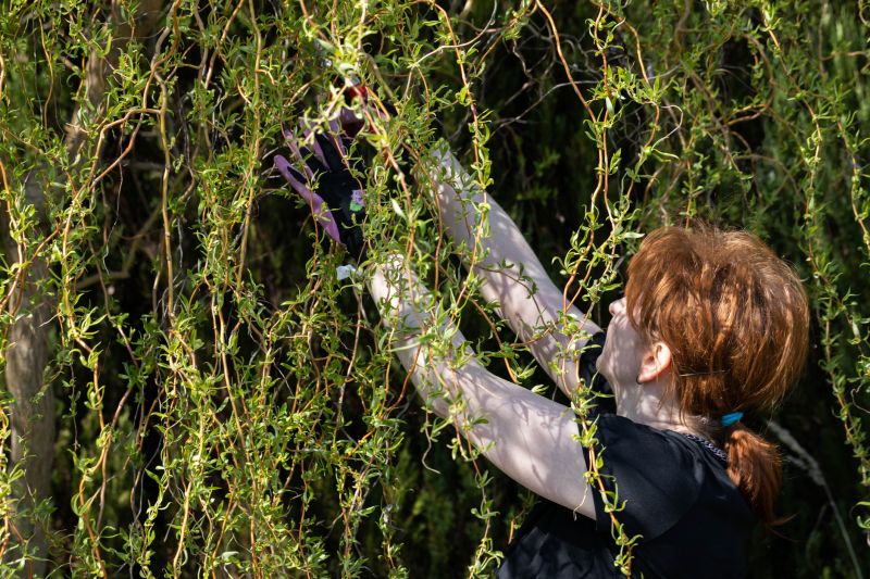 Canopy Pruning in Doylestown, PA