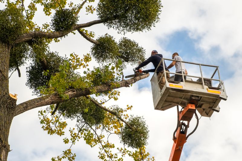 Cedar Tree Trimming in Pottstown, PA