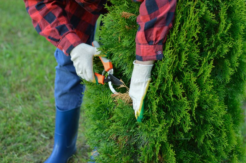Wisteria Pruning