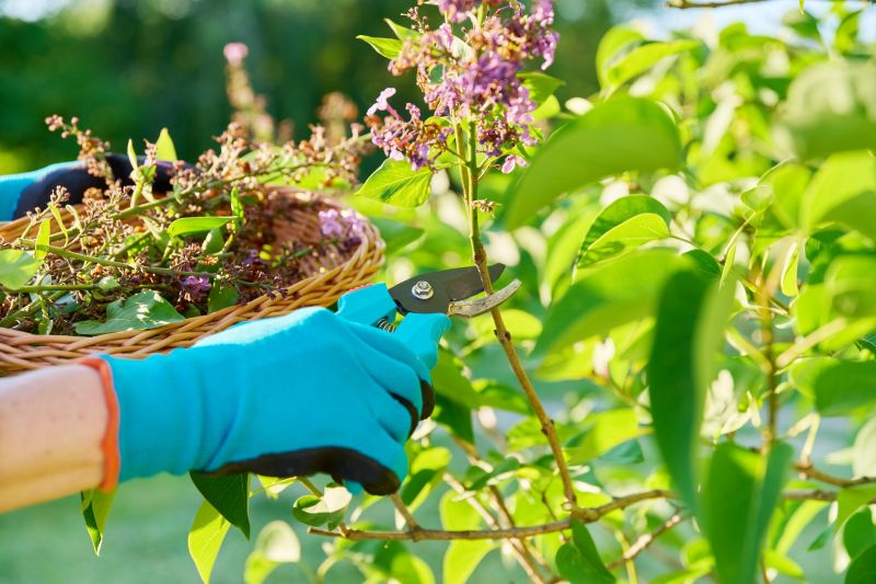 Wisteria Pruning