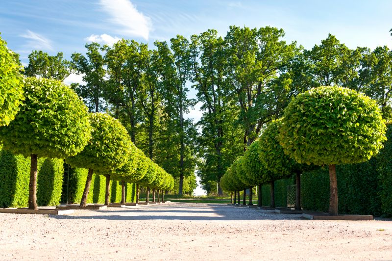Inside Wisteria Pruning