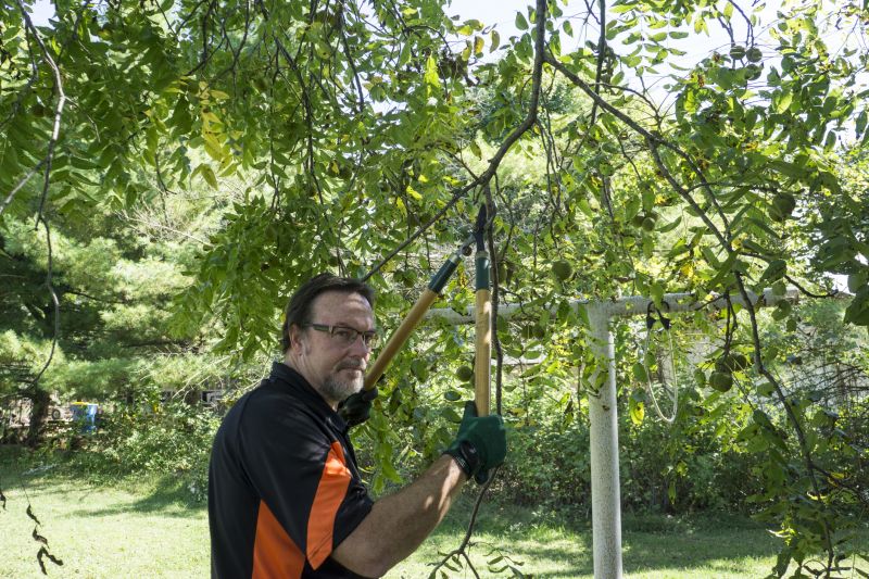 Cypress Tree Trimming in Allentown, PA