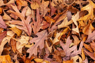 Seasonal Leaf Management
