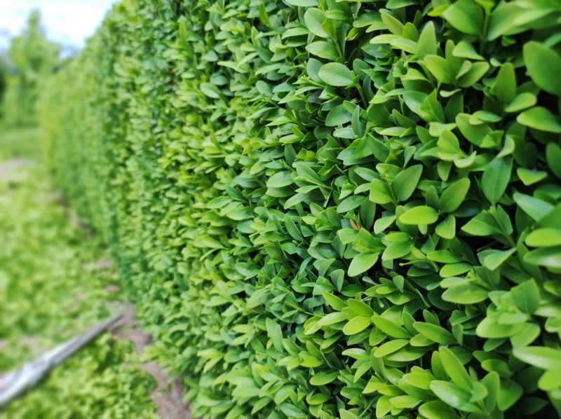 Hedge Pruning in Rockwall, TX