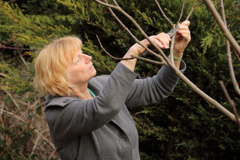 Magnolia Tree Pruning in Allentown, PA