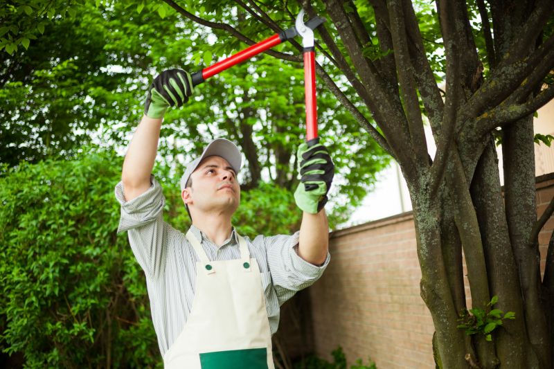 Peach Tree Pruning in San Jose, CA