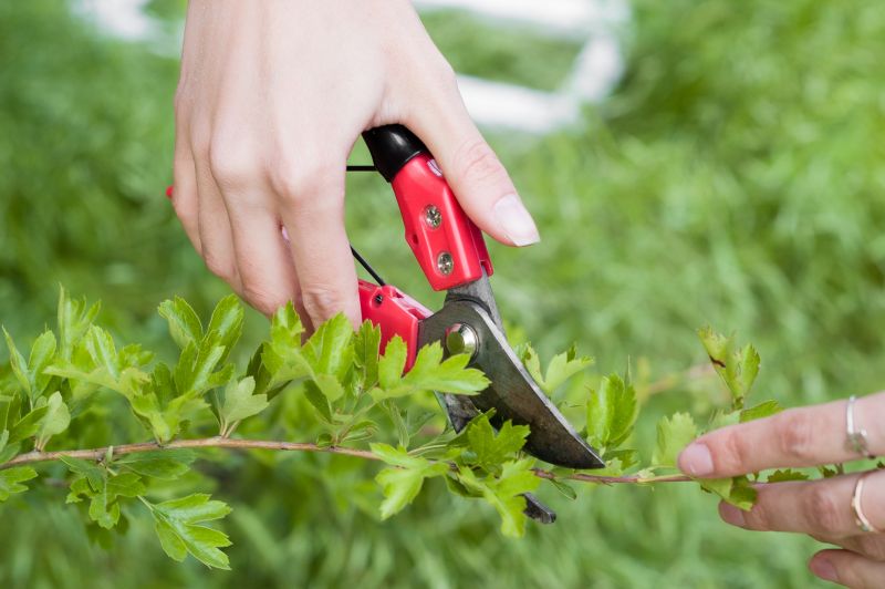 Close-up of Shrub Pruning