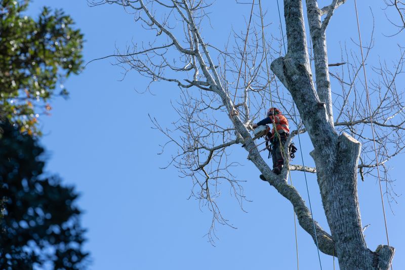 Shrubs Pruned for Safety
