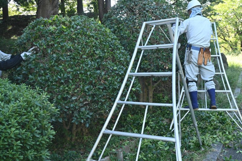Topiary Shaping in Ventura County, CA