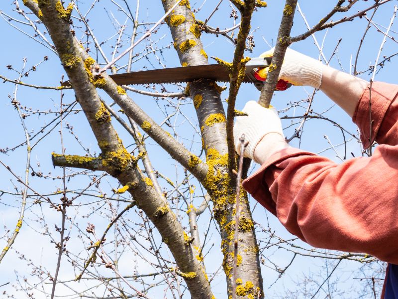 Tree Maintenance Service in Allentown, PA