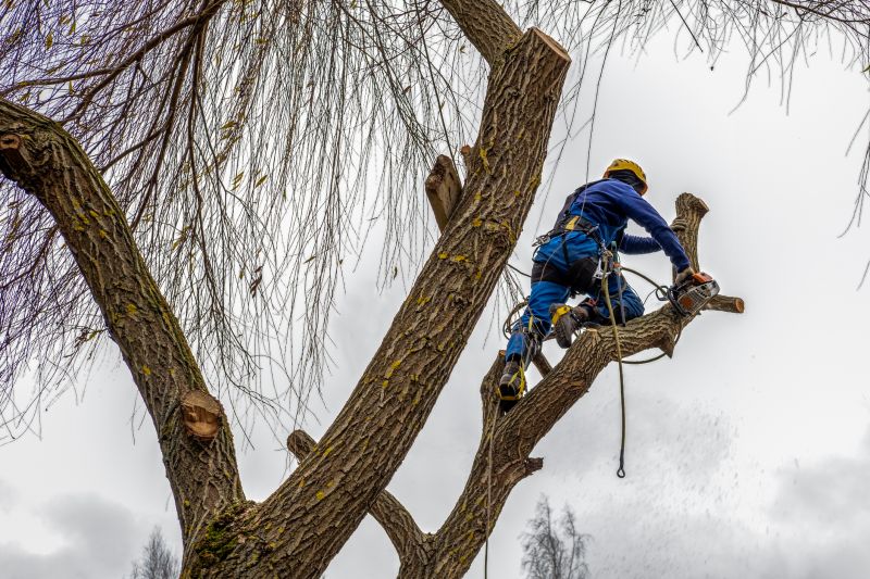 Tree Shearing in Allentown, PA