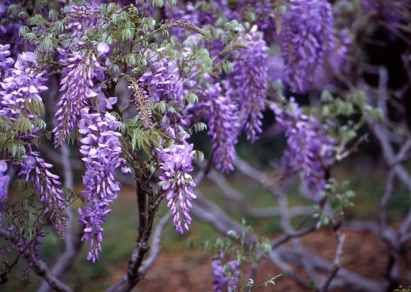 Wisteria Pruning