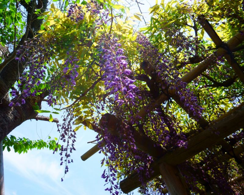 Wisteria Pruning at Different Seasons