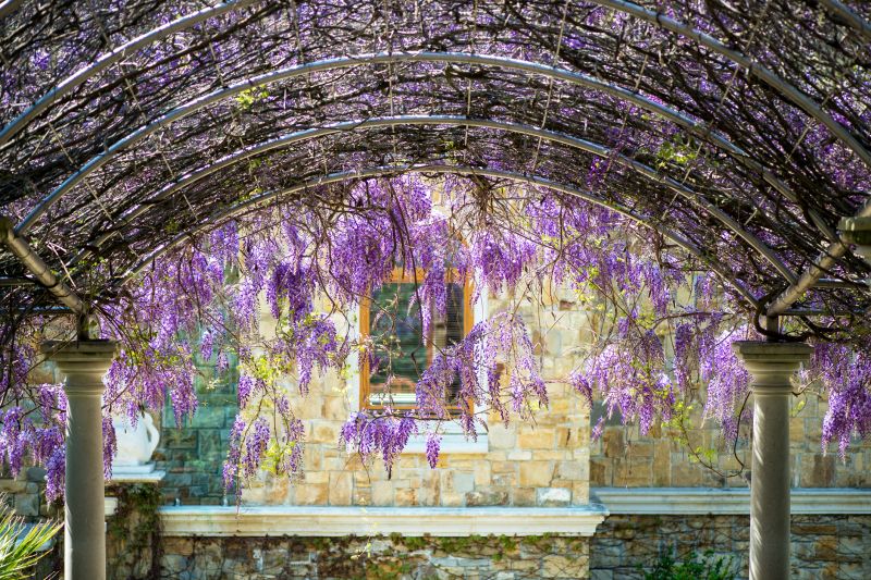 Wisteria Flower Clusters